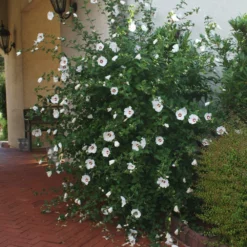 Fast Growing Trees See All Flowering Trees Red Heart Rose Of Sharon Althea Shrub