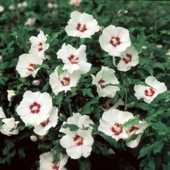 Fast Growing Trees See All Flowering Trees Red Heart Rose Of Sharon Althea Shrub