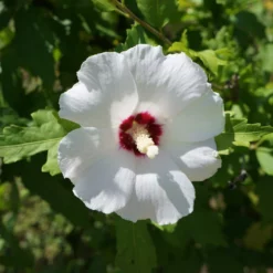 Fast Growing Trees See All Flowering Trees Red Heart Rose Of Sharon Althea Shrub