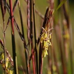 Fast Growing Trees Red October Big Bluestem Grass Ornamental Grasses 11 Fast Growing Trees Red October Big Bluestem Grass Ornamental Grasses