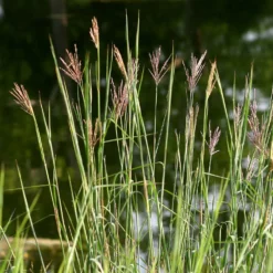 Fast Growing Trees Red October Big Bluestem Grass Ornamental Grasses 10 Fast Growing Trees Red October Big Bluestem Grass Ornamental Grasses