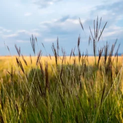 Fast Growing Trees Red October Big Bluestem Grass Ornamental Grasses 9 Fast Growing Trees Red October Big Bluestem Grass Ornamental Grasses