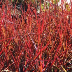 Fast Growing Trees Red October Big Bluestem Grass Ornamental Grasses
