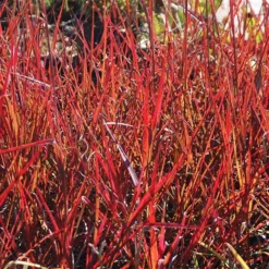 Fast Growing Trees Red October Big Bluestem Grass Ornamental Grasses