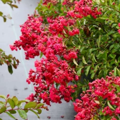 Fast Growing Trees Petite Red Imp™ Crape Myrtle Tree Crape Myrtles