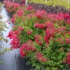 Fast Growing Trees Petite Red Imp™ Crape Myrtle Tree Crape Myrtles 1 Fast Growing Trees Petite Red Imp™ Crape Myrtle Tree Crape Myrtles