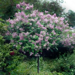 Fast Growing Trees Red Pixie Lilac Tree Lilac Trees 9 Fast Growing Trees Red Pixie Lilac Tree Lilac Trees