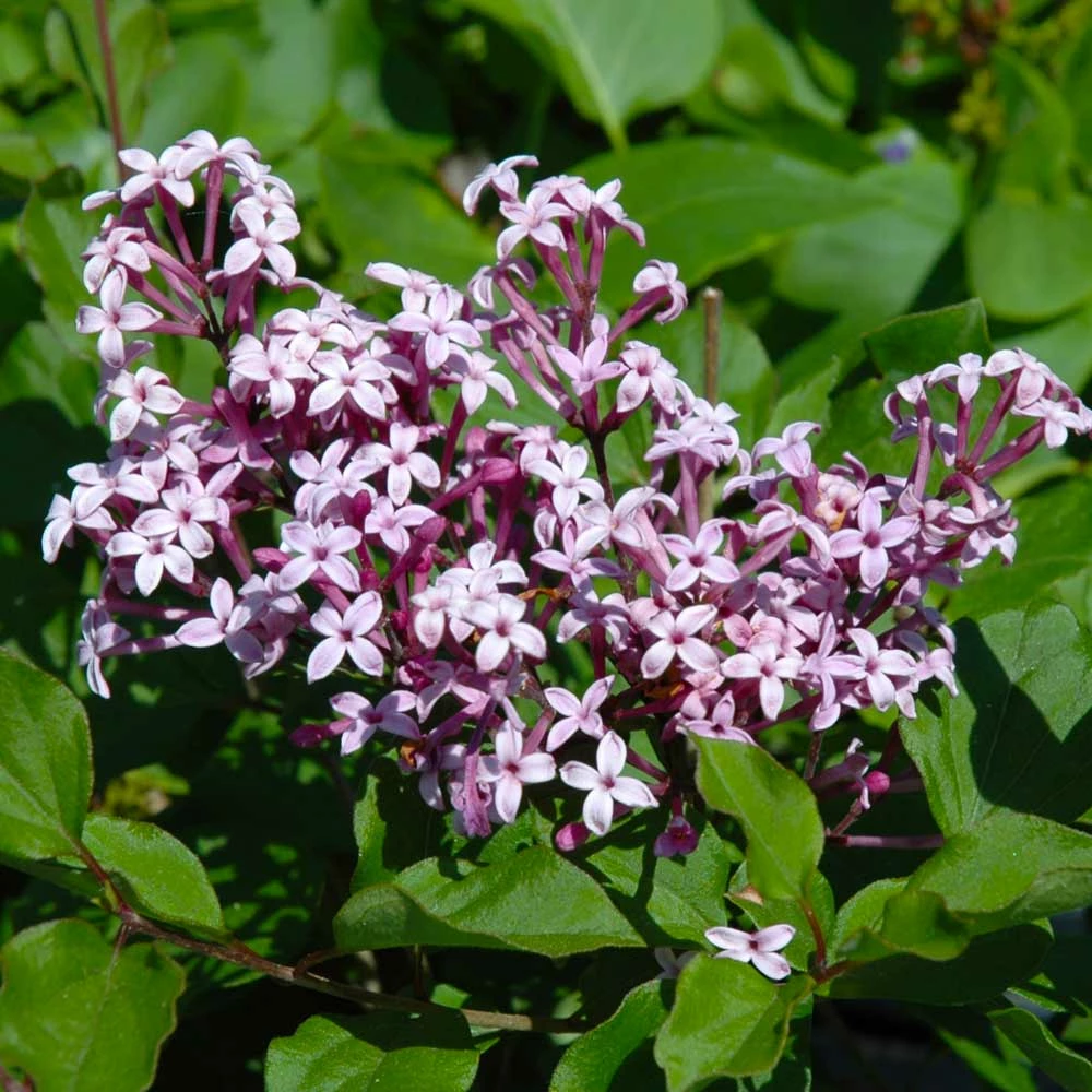 Fast Growing Trees Red Pixie Lilac Tree Lilac Trees 4 Fast Growing Trees Red Pixie Lilac Tree Lilac Trees