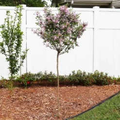 Fast Growing Trees Red Pixie Lilac Tree Lilac Trees 8 Fast Growing Trees Red Pixie Lilac Tree Lilac Trees