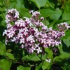 Fast Growing Trees Red Pixie Lilac Tree Lilac Trees 2 Fast Growing Trees Red Pixie Lilac Tree Lilac Trees