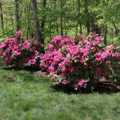 Fast Growing Trees Rhododendrons Red Rhododendron Shrub