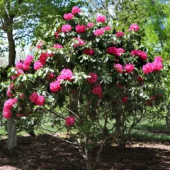 Fast Growing Trees Rhododendrons Red Rhododendron Shrub