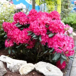 Fast Growing Trees Rhododendrons Red Rhododendron Shrub