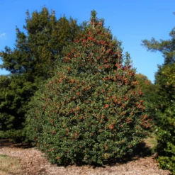 Fast Growing Trees Robin™ Red Holly Tree