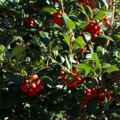 Fast Growing Trees Robin™ Red Holly Tree