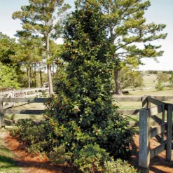 Fast Growing Trees Robin™ Red Holly Tree