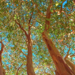 Fast Growing Trees Red Rocket Crape Myrtle Crape Myrtles