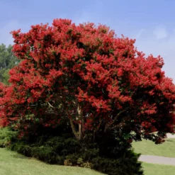 Fast Growing Trees Red Rocket Crape Myrtle Crape Myrtles