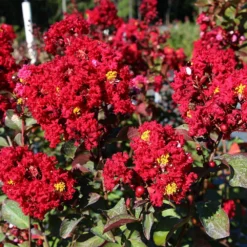 Fast Growing Trees Red Rocket Crape Myrtle Crape Myrtles