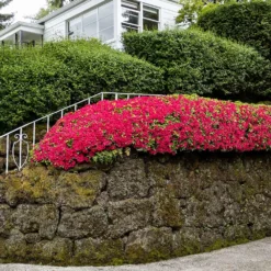 Fast Growing Trees Azalea Shrubs Red Ruffles Azalea Shrub 8 Fast Growing Trees Azalea Shrubs Red Ruffles Azalea Shrub