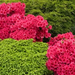 Fast Growing Trees Azalea Shrubs Red Ruffles Azalea Shrub