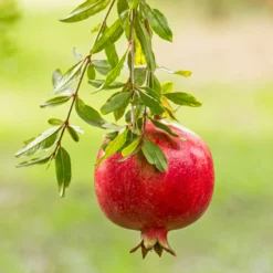 Fast Growing Trees Cold-Hardy Red Pomegranate