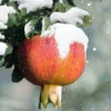 Fast Growing Trees Cold-Hardy Red Pomegranate