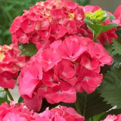 Fast Growing Trees Red Sensation Hydrangea