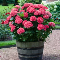 Fast Growing Trees Red Sensation Hydrangea