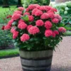 Fast Growing Trees Red Sensation Hydrangea 1 Fast Growing Trees Red Sensation Hydrangea