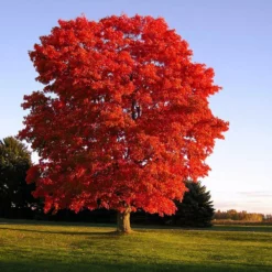Fast Growing Trees Red Sunset® Maple Tree