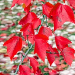 Fast Growing Trees Red Sunset® Maple Tree