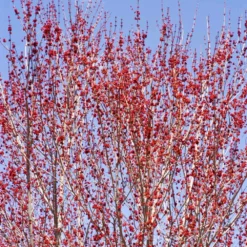 Fast Growing Trees Red Sunset® Maple Tree Maple Trees