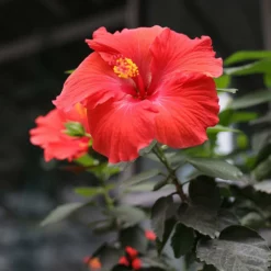 Fast Growing Trees Red Tropical Hibiscus Tree