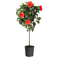 Fast Growing Trees Red Tropical Hibiscus Tree