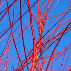Fast Growing Trees Red Twig Dogwood Shrub Dogwood Trees