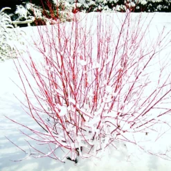 Fast Growing Trees Red Twig Dogwood Shrub Dogwood Trees