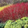 Fast Growing Trees Red Twig Dogwood Shrub Dogwood Trees
