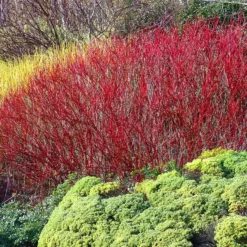 Fast Growing Trees Red Twig Dogwood Shrub Dogwood Trees