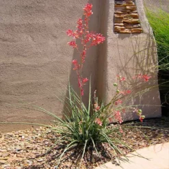 Fast Growing Trees Red Yucca Plant Air Purifying House Plants