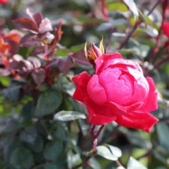 Fast Growing Trees Roses Double Knock Out® Rose