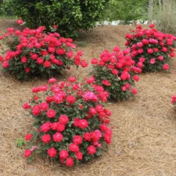 Fast Growing Trees Roses Double Knock Out® Rose