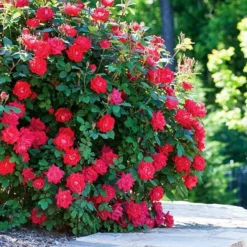 Fast Growing Trees Roses Double Knock Out® Rose