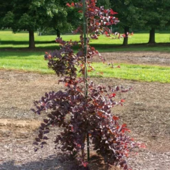 Fast Growing Trees Purple Plunge Weeping Plum Tree