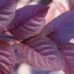 Fast Growing Trees Purple Plunge Weeping Plum Tree
