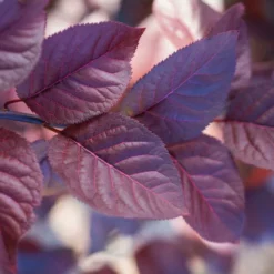 Fast Growing Trees Purple Plunge Weeping Plum Tree
