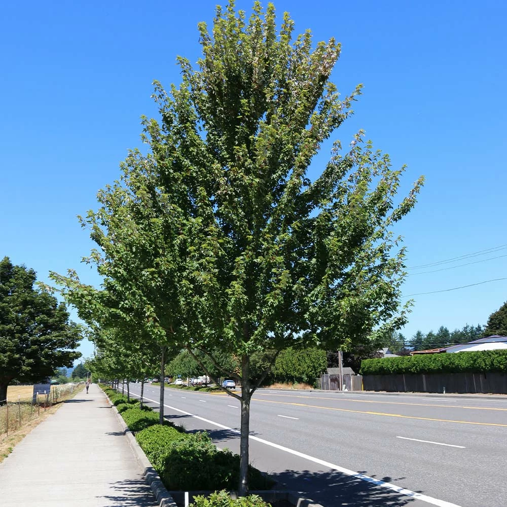 Fast Growing Trees Redpointe® Maple Maple Trees 5 Fast Growing Trees Redpointe® Maple Maple Trees