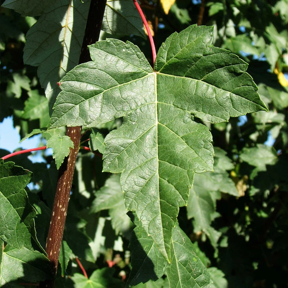 Fast Growing Trees Redpointe® Maple Maple Trees 7 Fast Growing Trees Redpointe® Maple Maple Trees