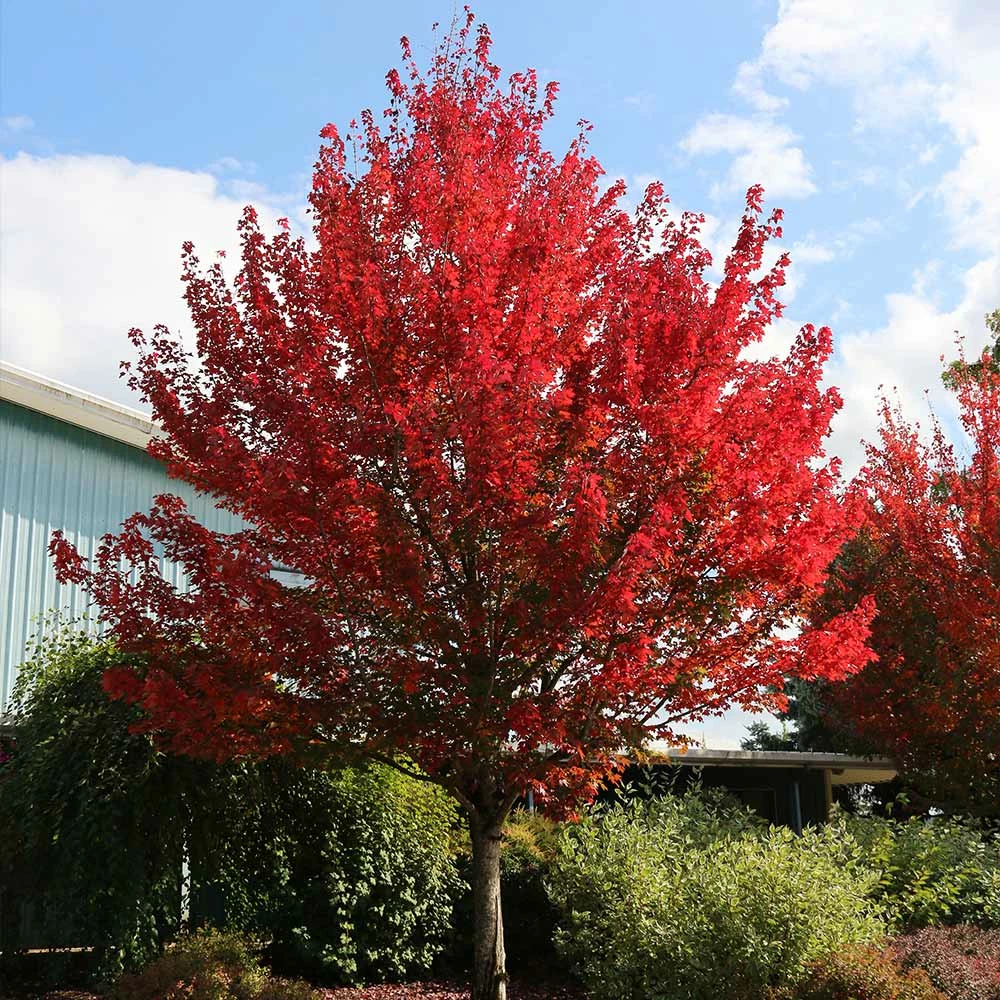Fast Growing Trees Redpointe® Maple Maple Trees 4 Fast Growing Trees Redpointe® Maple Maple Trees