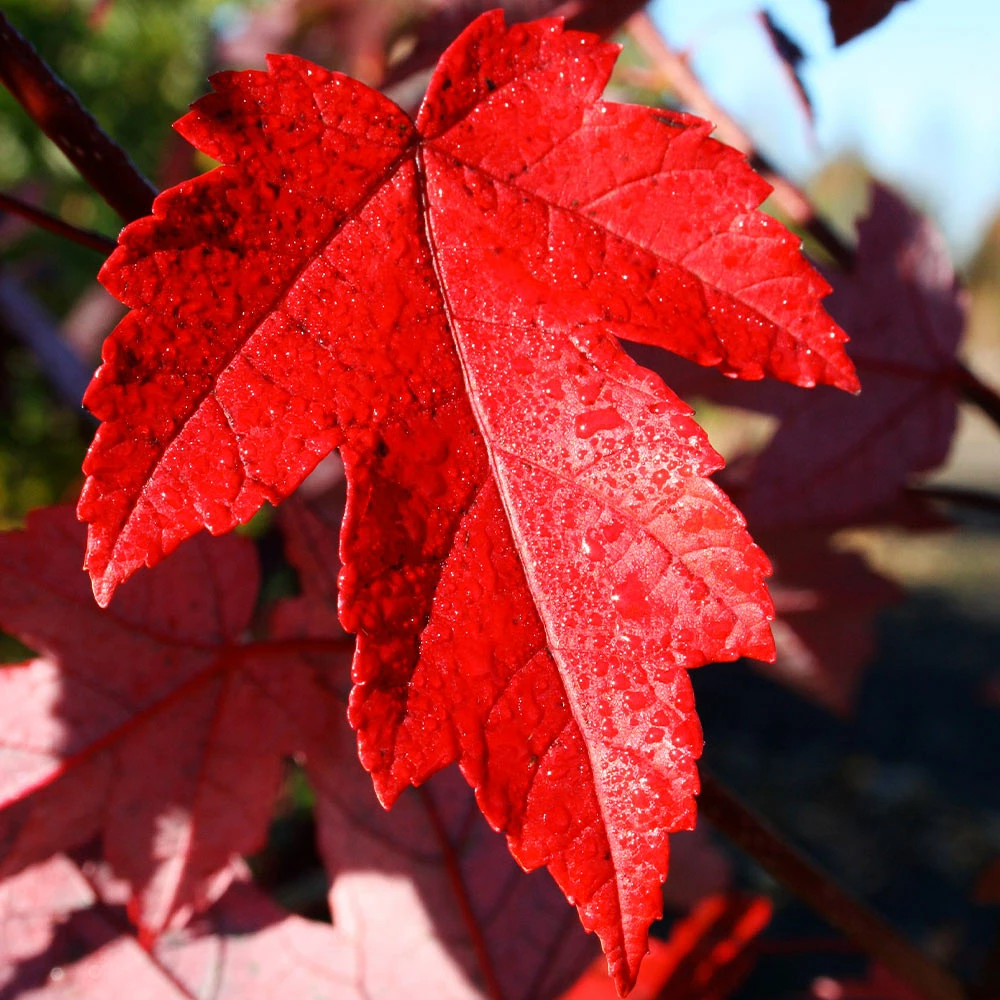 Fast Growing Trees Redpointe® Maple Maple Trees 6 Fast Growing Trees Redpointe® Maple Maple Trees